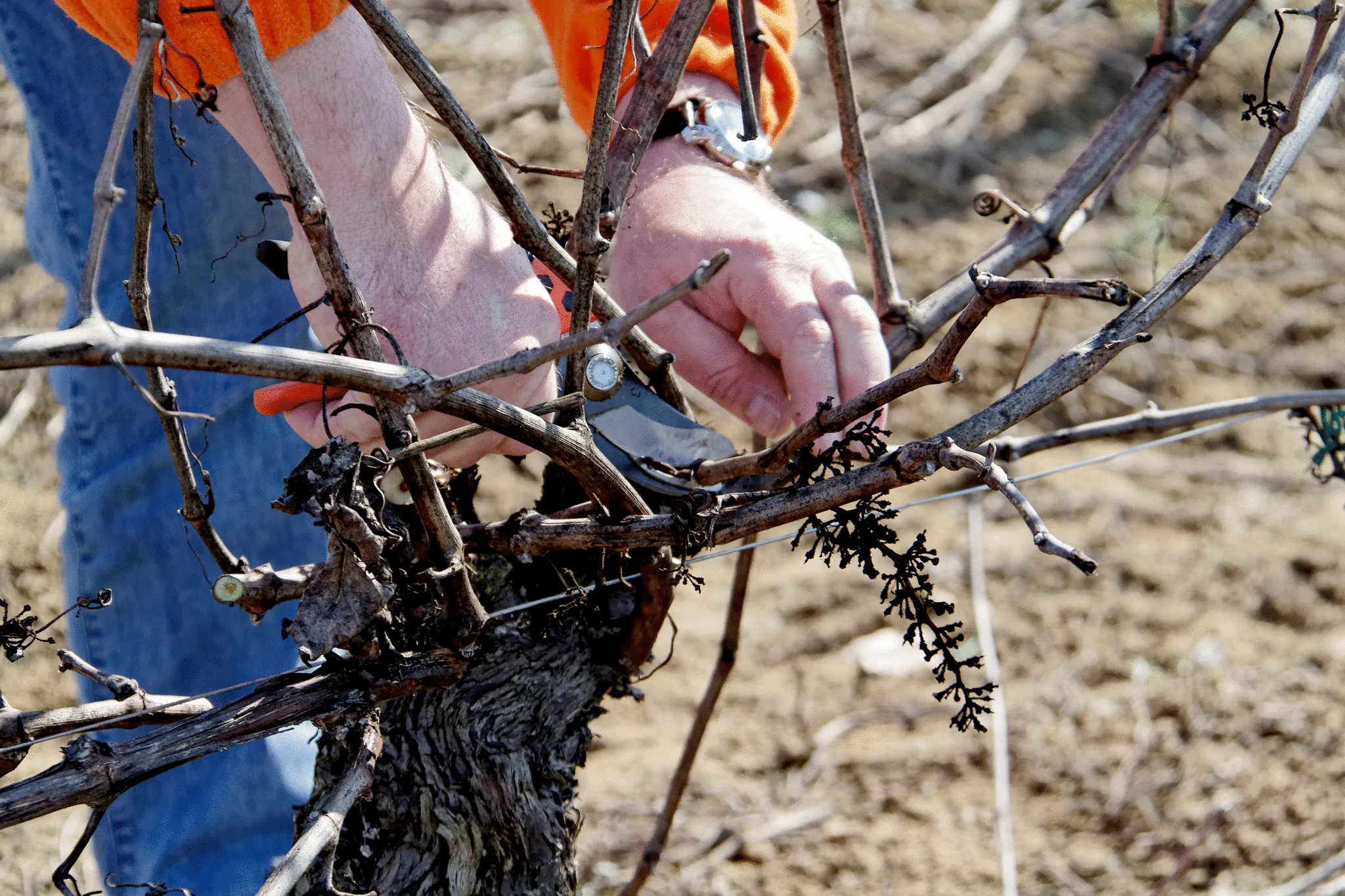 Forbice da Potatura Ergonomica BAHCO PX-L3 - immagine 8