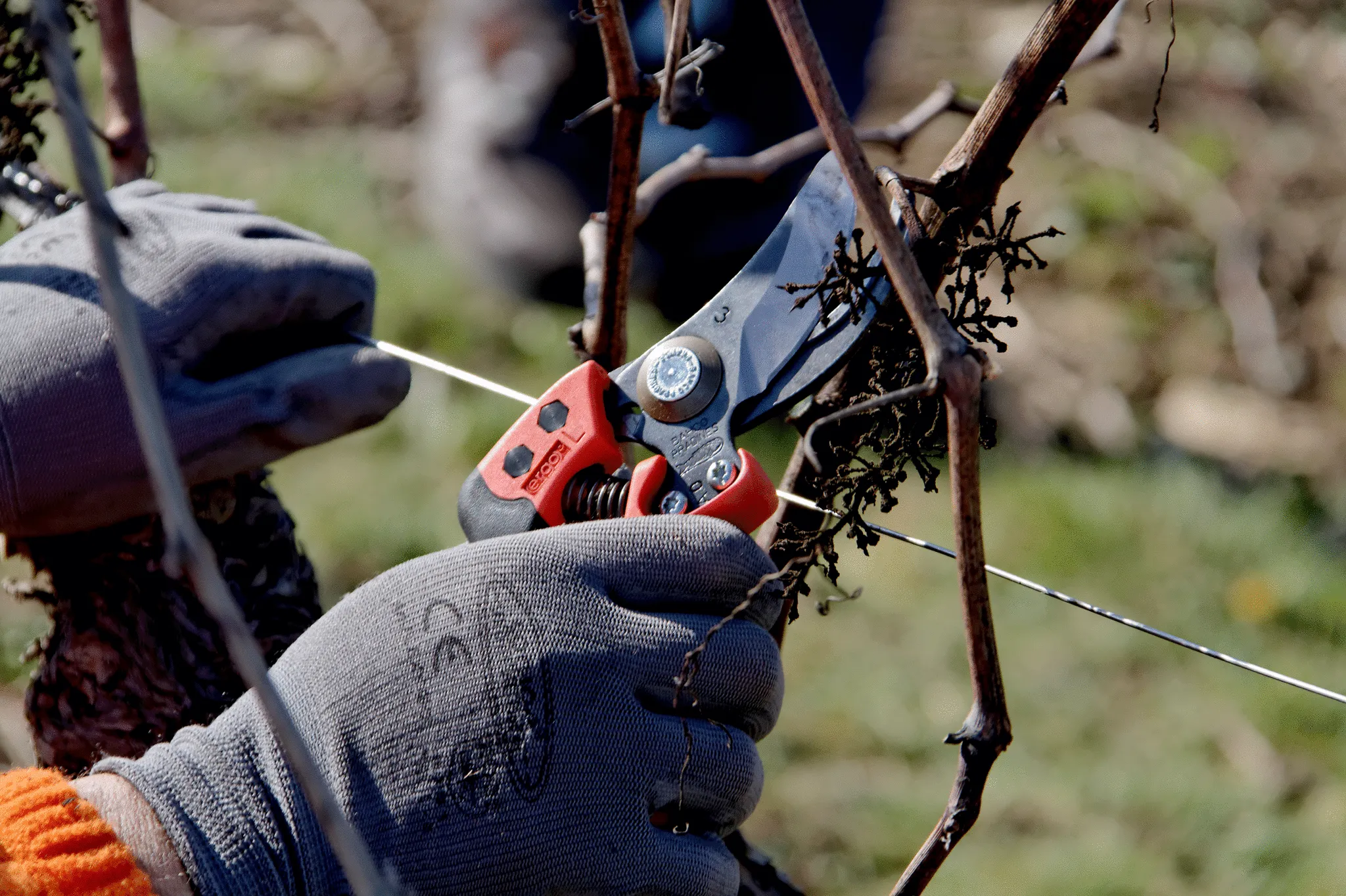 Forbice da Potatura Ergonomica BAHCO PX-L3 - immagine 6